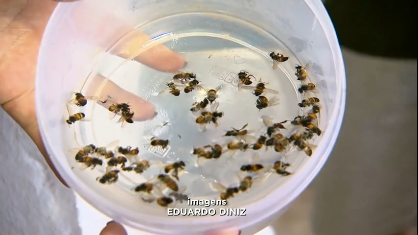 Vídeo: Moradores da Grande BH reclamam de ataques frequentes de abelhas