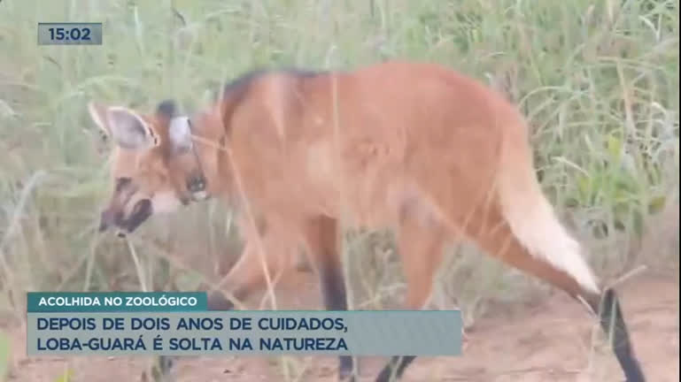 Vídeo: Depois de dois anos de cuidados, loba-guará é solta na natureza