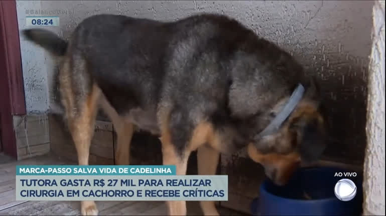 Vídeo: Tutora é criticada após gastar R$ 30 mil para colocar marca-passo em cachorra