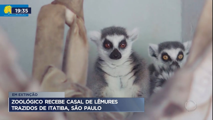 Vídeo: Zoológico recebe casal de lêmures trazidos de São Paulo