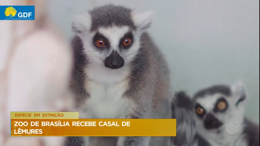 Vídeo: Zoológico de Brasília recebe casal de Lêmures