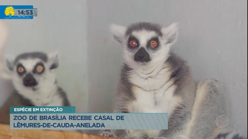 Vídeo: Zoo de Brasília recebe casal de lêmures de cauda anelada
