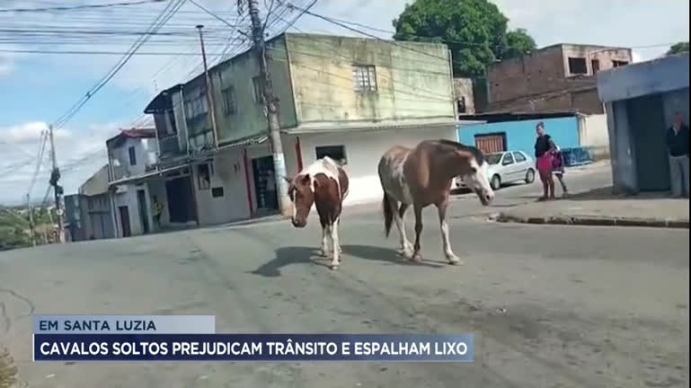 Vídeo: Moradores de Santa Luzia (MG) denunciam cavalos soltos na cidade