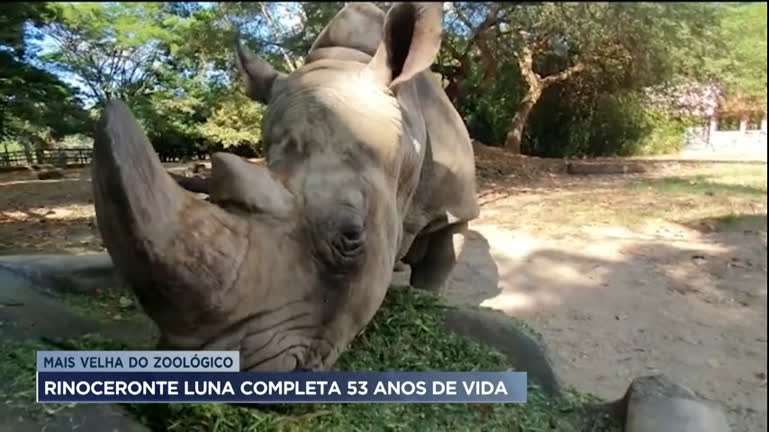 Vídeo: Rinoceronte Luna supera expectativa de vida da espécie e completa 53 anos de vida