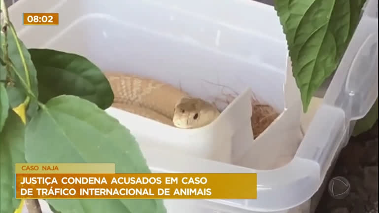 Vídeo: Caso Naja: Justiça do DF condena 4 envolvidos em tráfico de animais silvestres