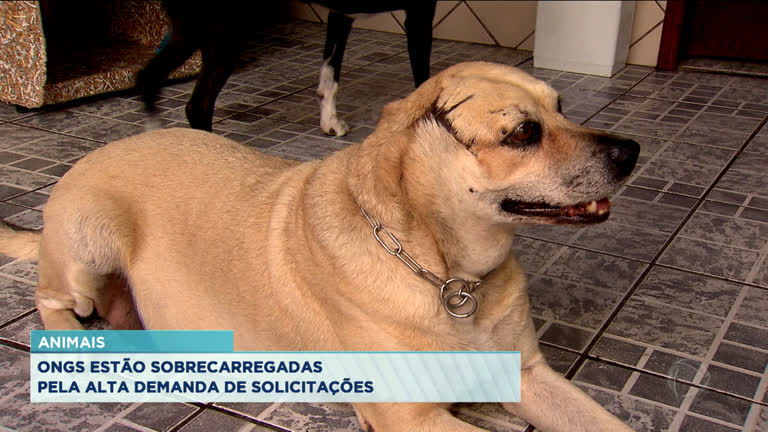 Vídeo: Ongs que atendem animais estão sobrecarregadas