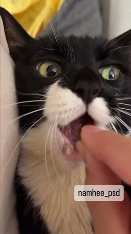 Vídeo: Gata é alimentada por tutora na boca por não conseguir comer sozinha