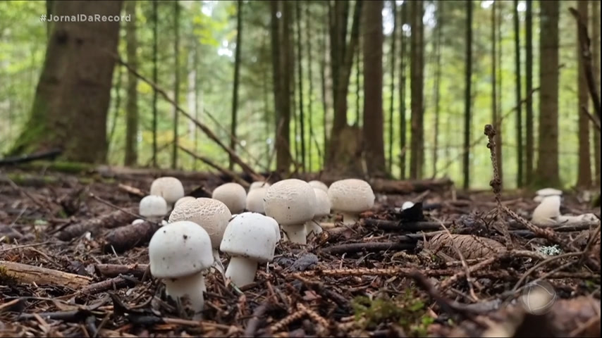 Vídeo: Cogumelos alucinógenos são vendidos livremente na internet