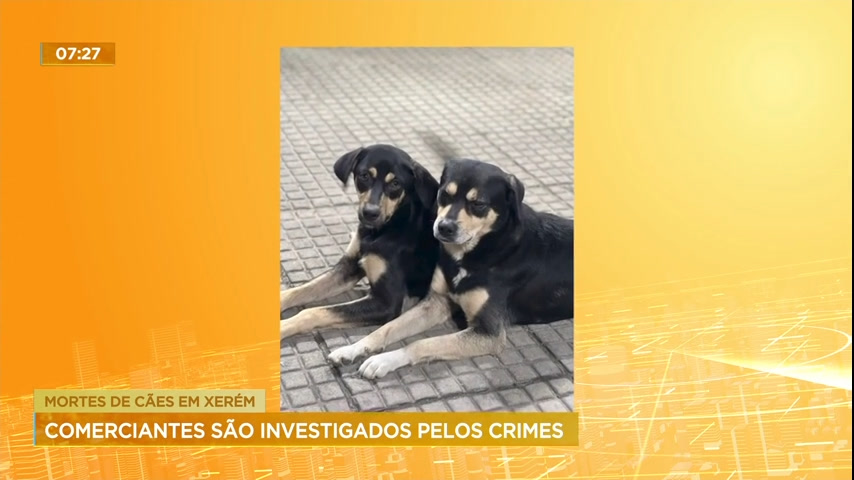 Vídeo: Polícia investiga se comerciantes estão envolvidos em morte de cães no RJ