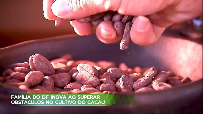 Vídeo: Família do DF inova ao superar obstáculos no cultivo do cacau