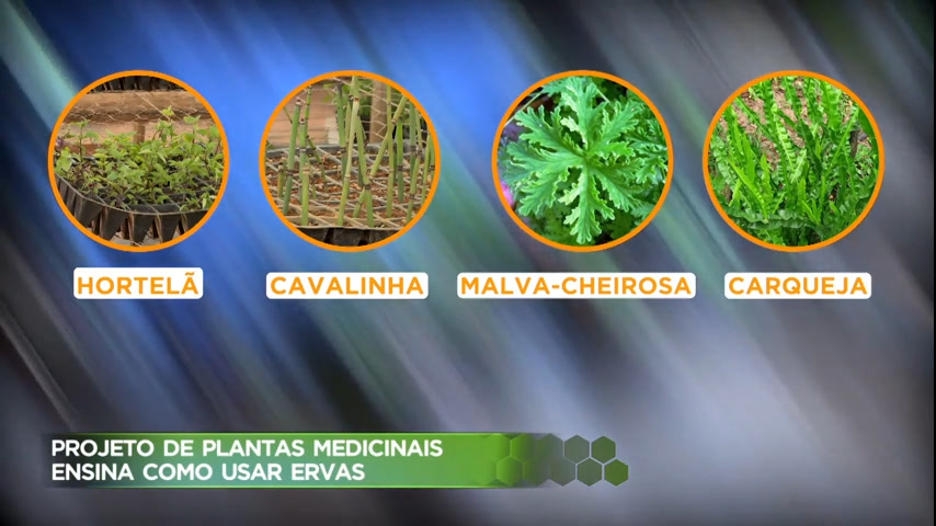 Vídeo: Projeto de plantas medicinais ensina como usar ervas para cura de doenças