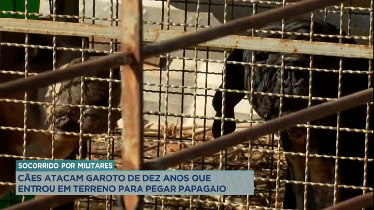 Vídeo: Cães atacam garoto de 10 anos que entrou em terreno para pegar papagaio