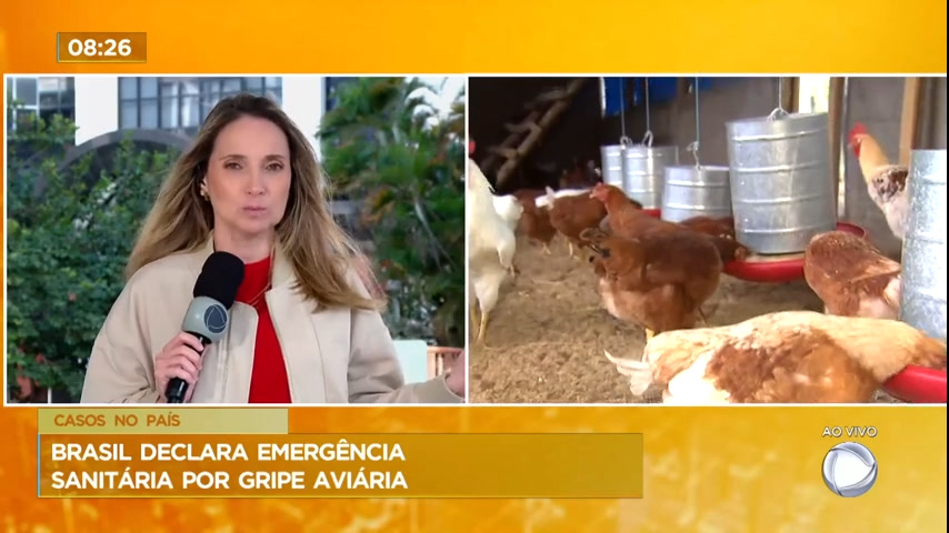 Vídeo: Ministro da Agricultura declara emergência sanitária devido à gripe aviária no Brasil