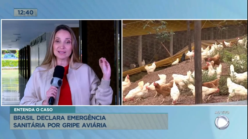 Vídeo: Brasil declara emergência sanitária por gripe aviária