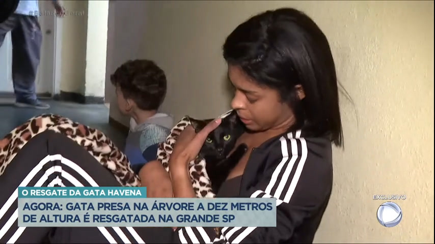 Vídeo: Gata é resgatada após ficar 4 dias presa em árvore na Grande São Paulo