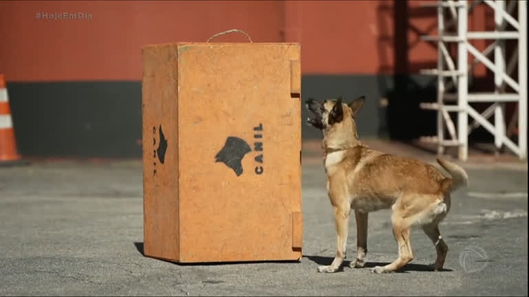 Vídeo: Julinho Casares mostra treinamento de cães que ajudam a encontrar desaparecidos