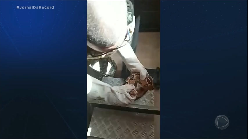 Vídeo: JR de Olho : jiboia de 1,5m é resgatada dentro de academia de ginástica em Salvador (BA)