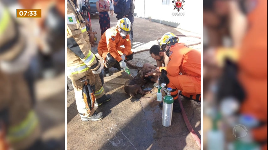 Vídeo: Bombeiros resgatam cachorro durante incêndio em Sobradinho (DF)