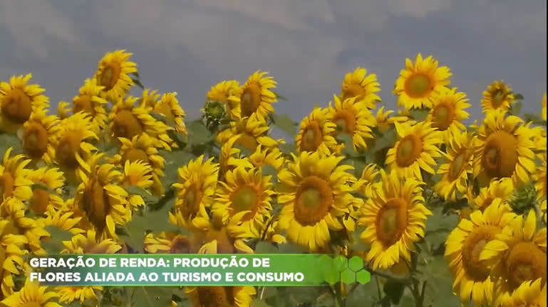 Vídeo: Geração de renda: produção de flores aliada ao turismo e consumo