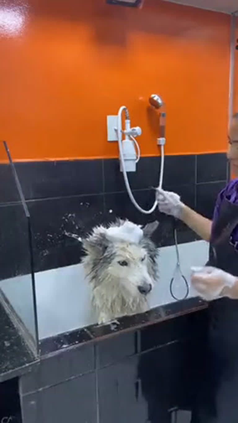Vídeo: Mulher mostra bagunça durante banho em husky siberiano. Vídeo!