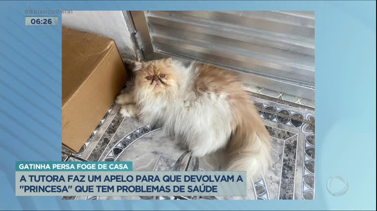Vídeo: Tutora procura gata persa que fugiu de casa em São Paulo