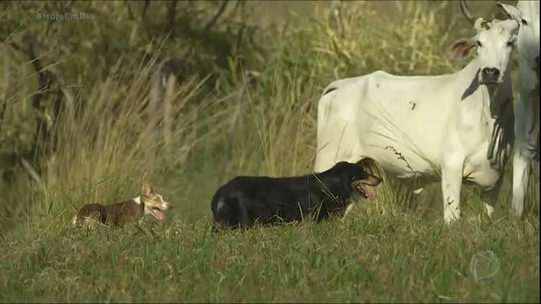 Vídeo: Veja como é o trabalho dos cães que protegem e conduzem rebanhos