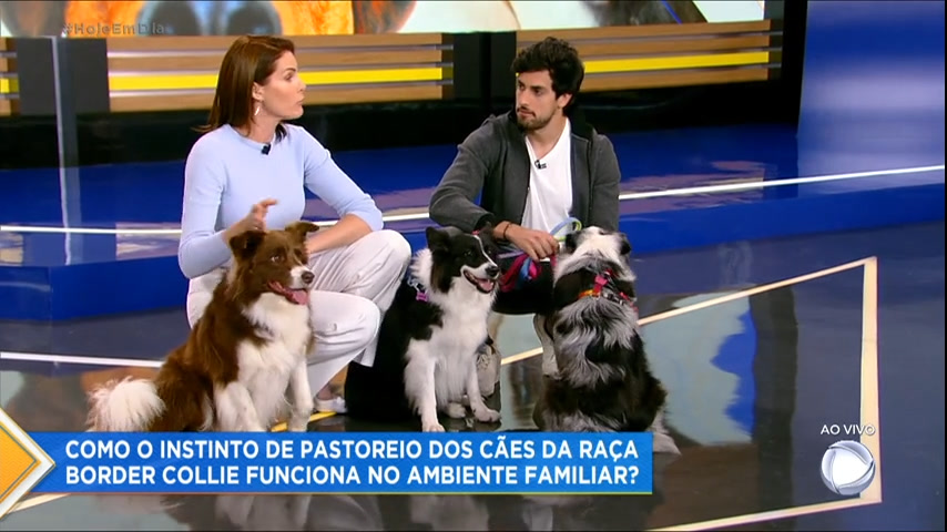Vídeo: Julinho Casares mostra como instinto dos cães de pastoreio ajuda no ambiente familiar