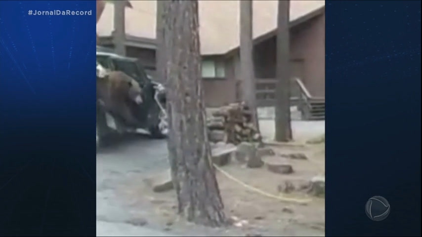 Vídeo: JR de Olho : moradores de Nevada (EUA) são surpreendidos com urso no banco de trás de um carro