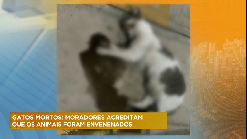 Vídeo: Moradores denunciam extermínio de gatos no bairro Calafate, em BH