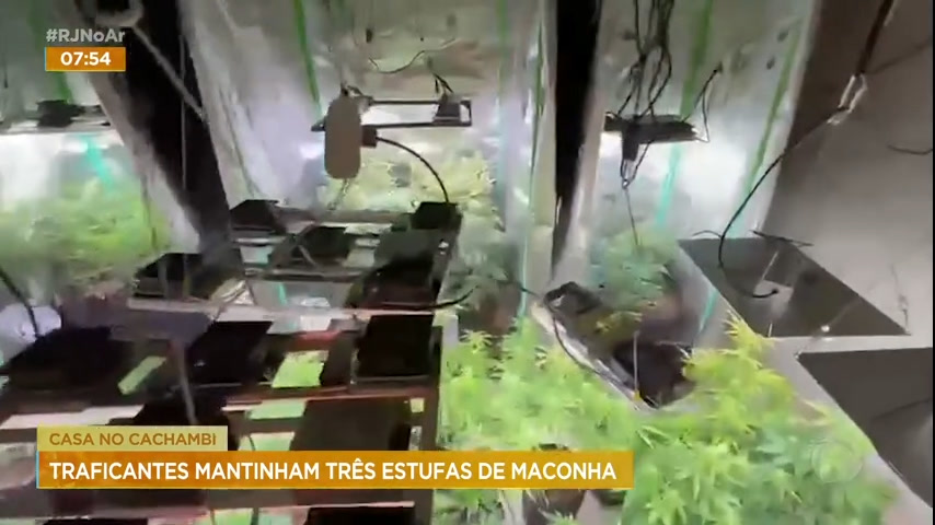 Vídeo: Polícia prende casal com três estufas de maconha dentro de casa no Rio