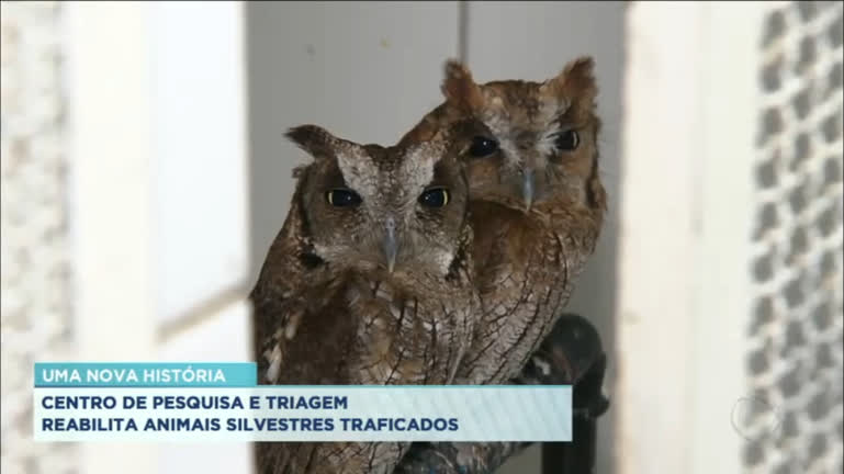Vídeo: Ceptas reabilita animais silvestres em Cubatão