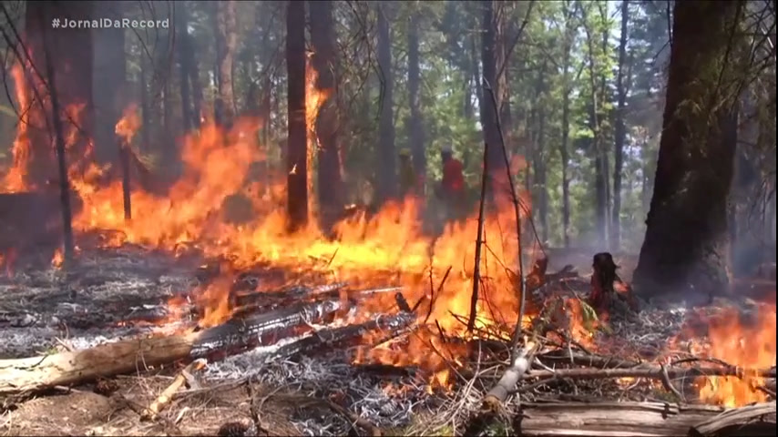 Vídeo: EUA: moradores fazem 'queimada controlada' para evitar grandes incêndios florestais
