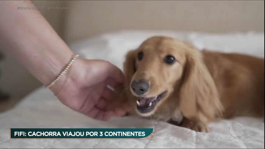 Vídeo: Conheça Fifi, a cachorrinha que viralizou ao viajar de avião na classe executiva