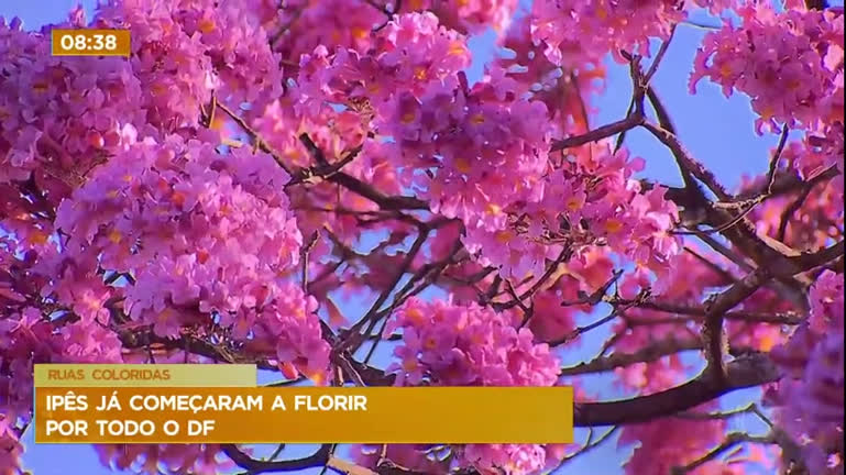 Vídeo: Temporada dos ipês floridos começou e espalha cor em Brasília