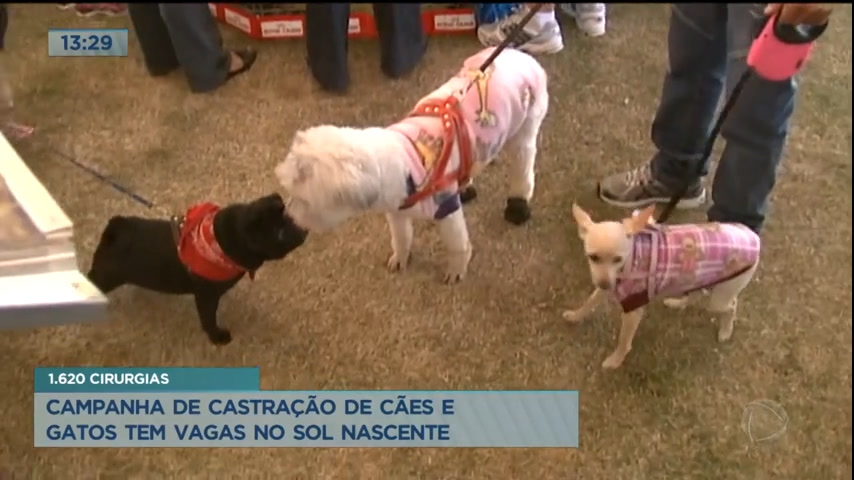Vídeo: Estão abertas as inscrições para castração de cães e gatos no DF