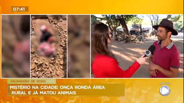 Vídeo: Onça ronda área rural de Valparaíso (GO) e mata 14 ovelhas