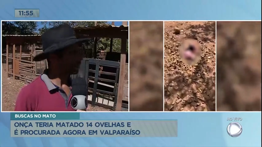 Vídeo: Força-tarefa procura por onça que matou 14 animais em Valparaíso (GO)