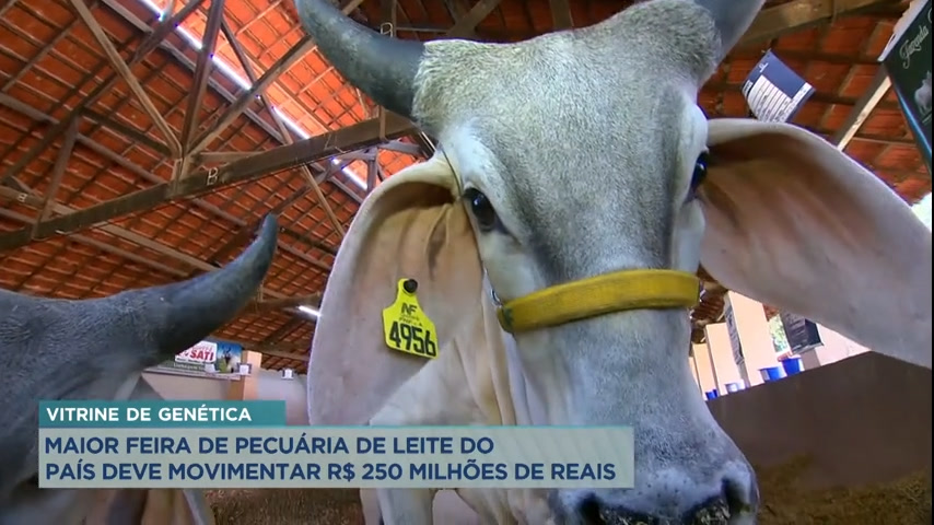 Vídeo: Maior feira de pecuária de leite do Brasil deve movimentar R$ 250 milhões