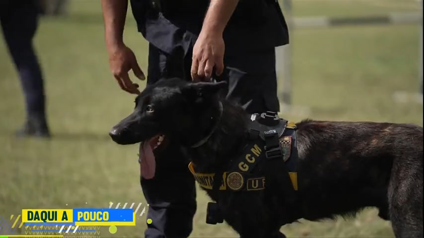 Vídeo: Hoje em Dia acompanha treinamento de cães na Guarda Civil Metropolitana