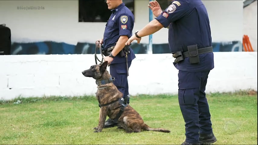 Vídeo: Julinho Casares mostra o treinamento de cães policiais da Guarda Civil de São Paulo