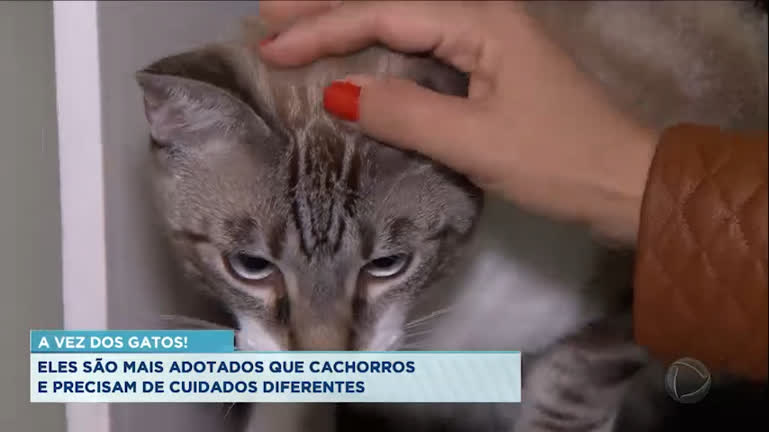 Vídeo: GATOS SÃO MAIS ADOTADOS QUE CACHORROS, NOS ÚLTIMSO TRÊS ANOS