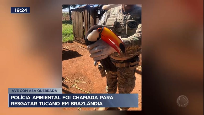 Vídeo: Polícia ambiental é chamada para resgatar tucano em Brazlândia
