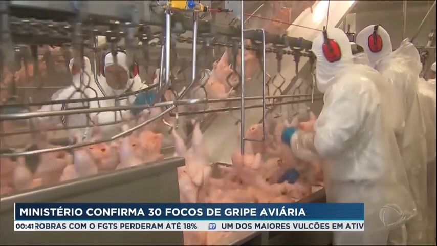 Vídeo: Ministério da Agricultura e Pecuária confirma 30 focos de gripe aviária no Brasil