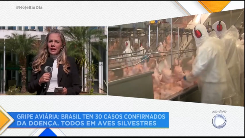 Vídeo: Brasil tem 30 casos confirmados de gripe aviária