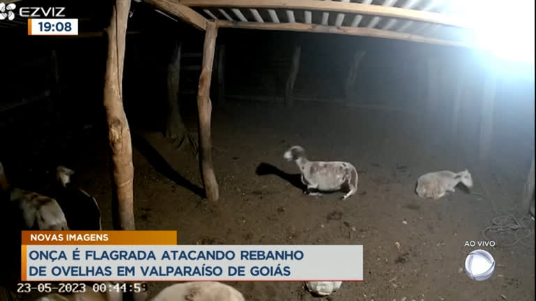 Vídeo: Onça é flagrada atacando ovelhas em Valparaíso de Goiás