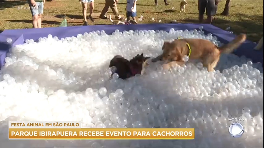 Vídeo: Parque do Ibirapuera recebe evento para cachorros em São Paulo