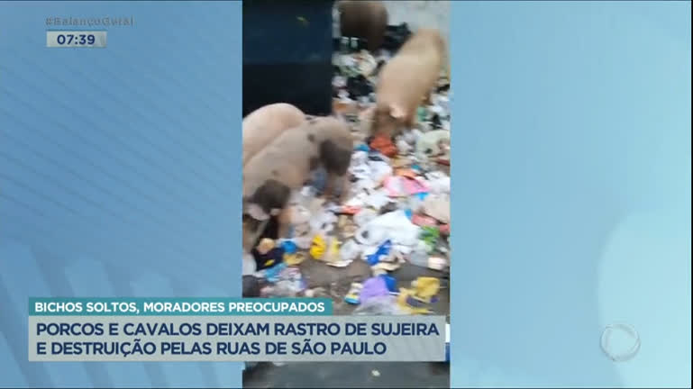 Vídeo: Porcos e cavalos deixam rastros de destruição e sujeira na Grande São Paulo