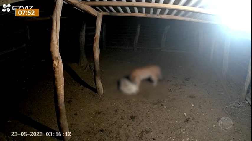 Vídeo: Novas imagens mostram onça atacando animais no Entorno do DF