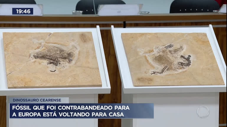 Vídeo: Fóssil contrabandeado para Europa volta ao Brasil