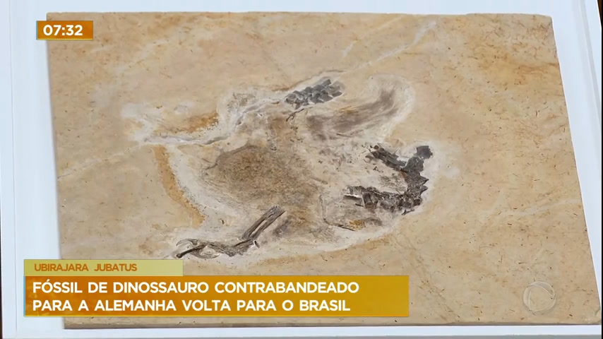 Vídeo: Fóssil de dinossauro contrabandeado para a Alemanha volta para o Brasil